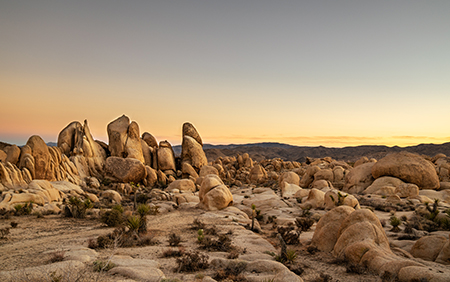 Joshua Tree